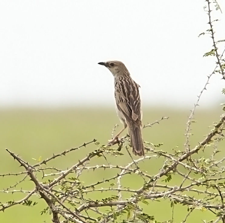 Bristled Grassbird